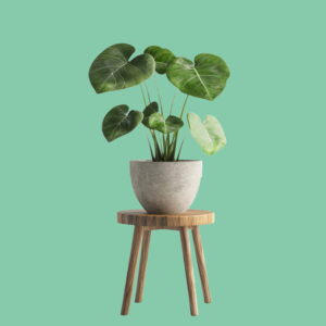 Plant stand